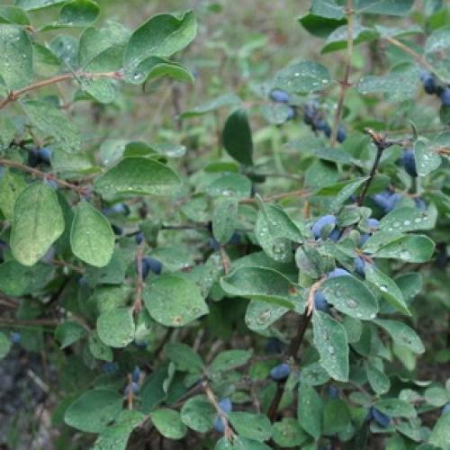 Съедобная жимолость от А до Я. Особенности жимолости 10