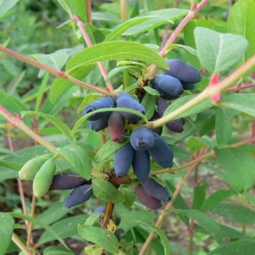 Съедобная жимолость от А до Я. Особенности жимолости 05