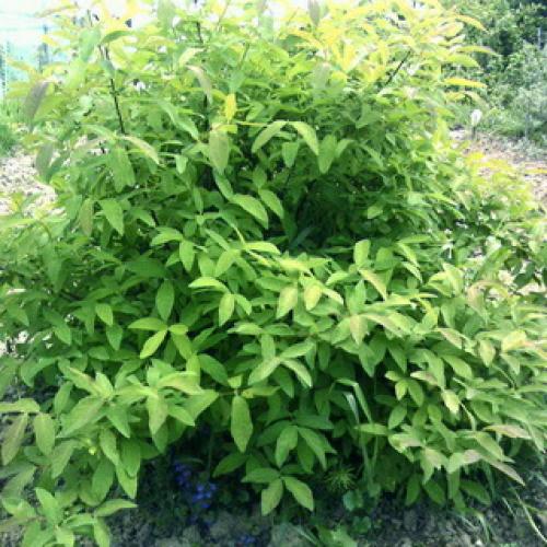 Съедобная жимолость от А до Я. Особенности жимолости 08