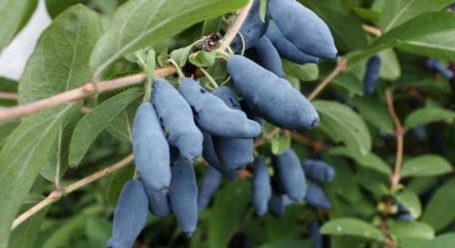 Съедобная жимолость от А до Я. Особенности жимолости 11