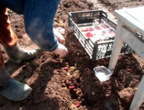 Как посадить гладиолусы в корзине. Посадка гладиолусов