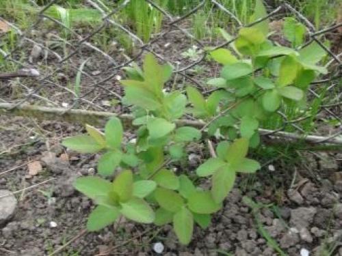 Как посадить жимолость весной саженцами. Посадка жимолости весной и осенью 13