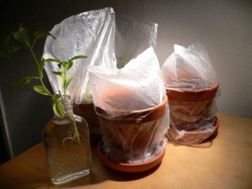 Стевия, что это такое выращивание. Выращивание стевии из семян