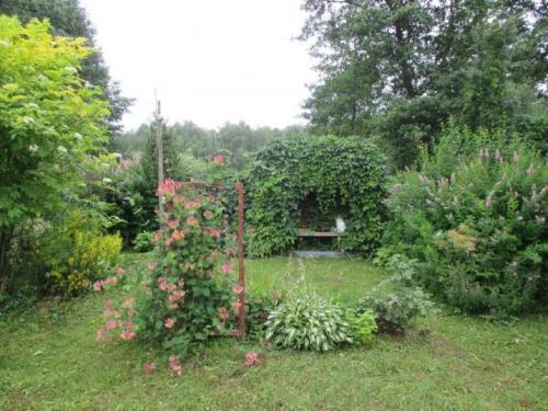 Как посадить жимолость весной саженцами. Посадка жимолости весной и осенью 16