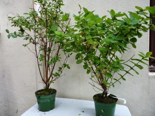 Как посадить жимолость весной саженцами. Посадка жимолости весной и осенью 03