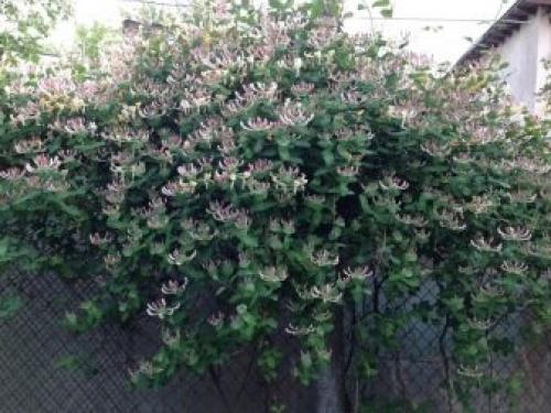 Как посадить жимолость весной саженцами. Посадка жимолости весной и осенью 14