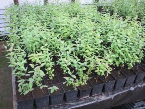 Посадка жимолости с закрытой корневой системой. Где и когда лучше сажать растение