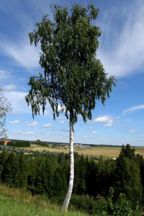 Как обрезать взрослую березу. Обрезка березы