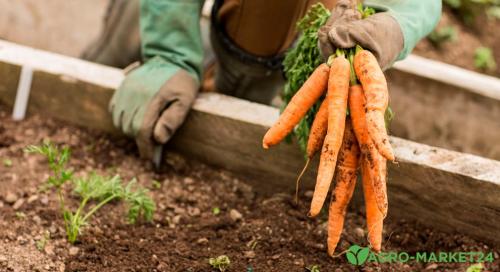 Рано или поздно? Как определить время уборки ранней моркови 03