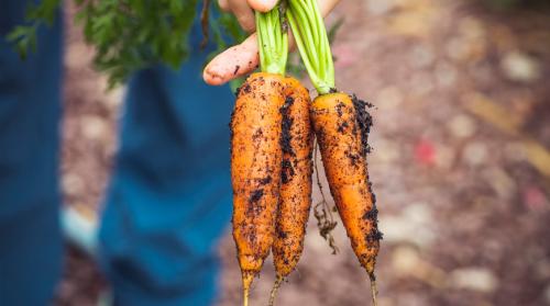 Когда убирать морковь раннюю. Слишком рано выкапывать не советую. Когда начинать собирать морковь?