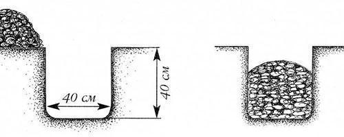 Уход за жимолостью осенью. Как ухаживать за жимолостью осенью?