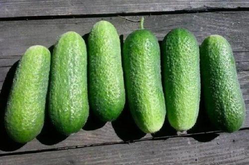 Какие виды огурцов наиболее востребованы зимой. Лучшие сорта огурцов для теплиц: фото, названия и описания (каталог)