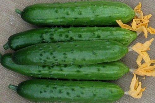 Какие виды огурцов наиболее востребованы зимой. Лучшие сорта огурцов для теплиц: фото, названия и описания (каталог)