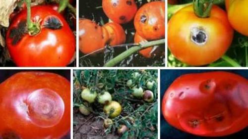 Помидоры белеют плоды. Распространенные болезни томатов