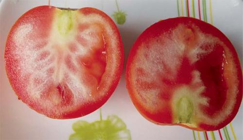 Почему у помидоров кожица жесткая. Причины появления желтых плечики у томата и как следствие грубая и жесткая мякоть возле плодоножки 09