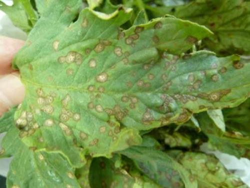 Помидоры белеют плоды. Распространенные болезни томатов