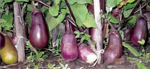 Почему у помидоров кожица жесткая. Причины появления желтых плечики у томата и как следствие грубая и жесткая мякоть возле плодоножки 11