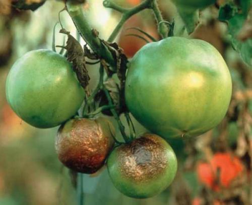 Помидоры белеют плоды. Распространенные болезни томатов