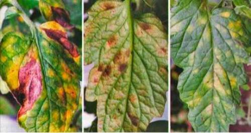 Помидоры белеют плоды. Распространенные болезни томатов