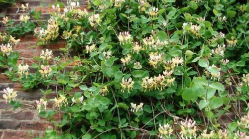 Чем подкормить декоративную жимолость весной. Посадка жимолости каприфоль и уход за ней