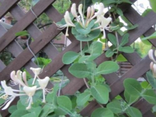 Жимолость-чем можно подкормить ранней весной. Когда и чем подкармливать жимолость весной: схема внесения минеральных удобрений 03