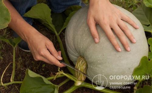 Когда убирать тыкву с грядки на хранение