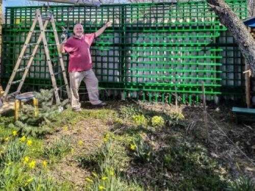 Жимолость-чем можно подкормить ранней весной. Когда и чем подкармливать жимолость весной: схема внесения минеральных удобрений 02