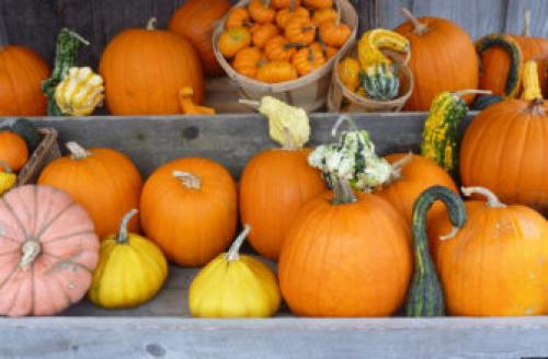 Когда снимать тыкву с грядки в сибири. Видео о том, когда следует убирать тыкву с огорода