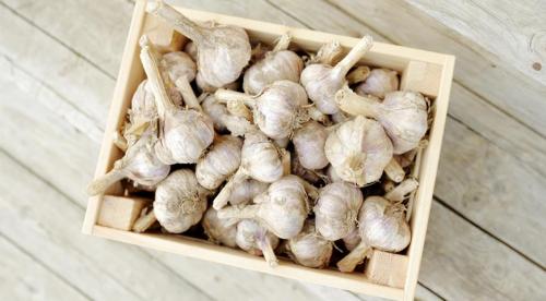 Как хранить чеснок в муке. Как хранить чеснок в домашних условиях 05