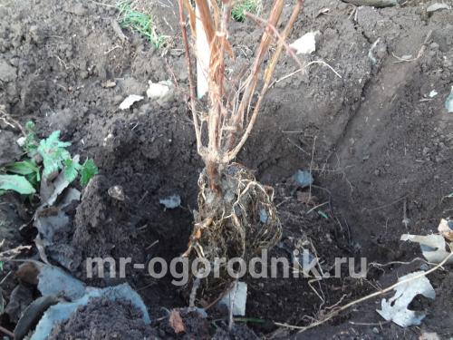 Посадка жимолости осенью саженцами. Мой опыт