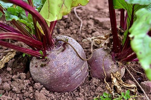 Сколько градусов мороза выдерживает МОРКОВЬ. При каких градусах хранить? 07