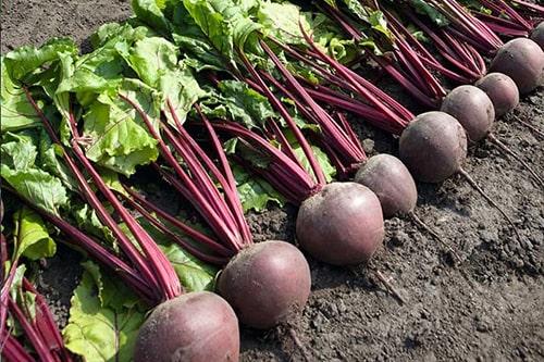 Сколько градусов мороза выдерживает МОРКОВЬ. При каких градусах хранить? 04