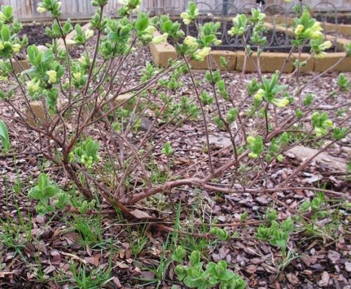 Где сажать жимолость на солнце или в тени. Где сажать жимолость: в тени или на солнце?
