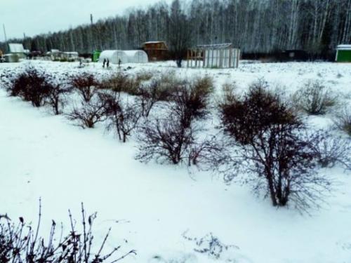 Посадка жимолости с закрытой корневой системой. Где и когда лучше сажать растение