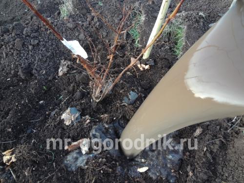 Посадка жимолости осенью саженцами. Мой опыт