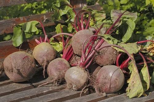 Сколько градусов мороза выдерживает МОРКОВЬ. При каких градусах хранить? 06