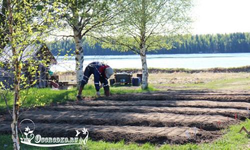 Какой мороз выдерживает укроп. Как сажать укроп и когда?
