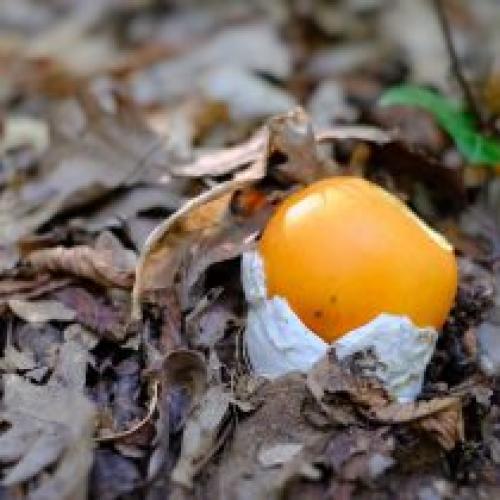 Растут ли грибы без дождя. Цезарский гриб