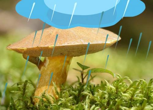 Как быстро растут маслята после дождя. Как быстро растут грибы-маслята после дождя, Через сколько дней появляются грибы, выращивание маслят в домашних условиях