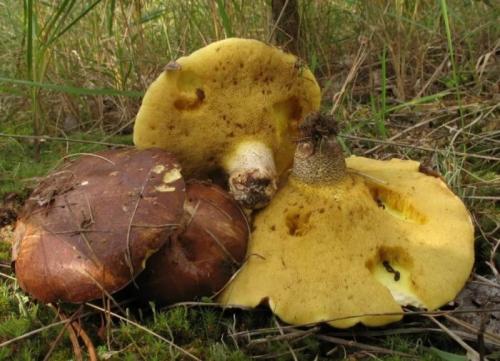 Как быстро растут маслята после дождя. Как быстро растут грибы-маслята после дождя, Через сколько дней появляются грибы, выращивание маслят в домашних условиях