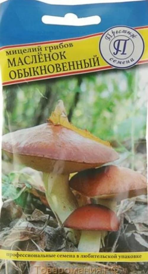 Как быстро растут маслята после дождя. Как быстро растут грибы-маслята после дождя, Через сколько дней появляются грибы, выращивание маслят в домашних условиях