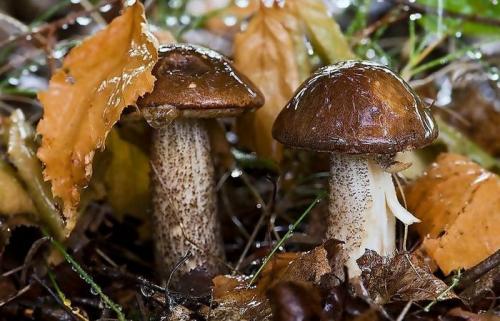 Через сколько появляются грибы после дождя. Как быстро появляются грибы после дождя