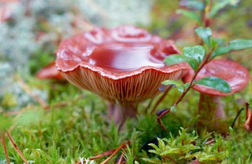 Через сколько появляются грибы после дождя. Как быстро появляются грибы после дождя