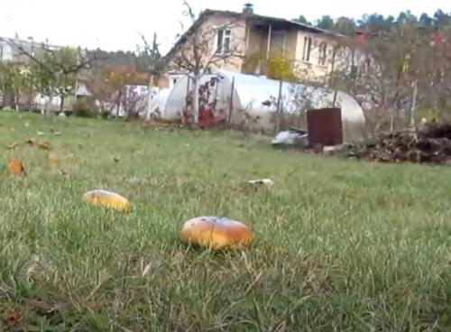 Как быстро растут маслята после дождя. Как быстро растут грибы-маслята после дождя, Через сколько дней появляются грибы, выращивание маслят в домашних условиях