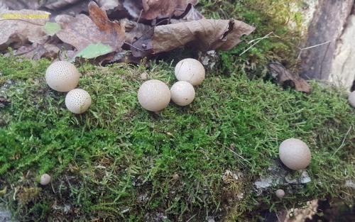 Грибы после дождя название. Грибы дождевики: общее описание