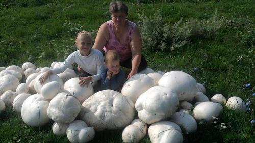 Грибы после дождя название. Грибы дождевики: общее описание