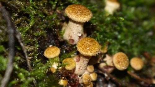 Сколько растут грибы после дождя. Как быстро появляются грибы после дождя