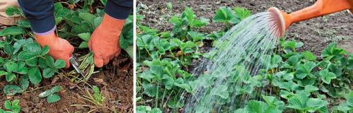 Подготовка клубники к зиме. ОСЕННИЙ УХОД ПЕРЕД ПОДГОТОВКОЙ КЛУБНИКИ К ЗИМЕ