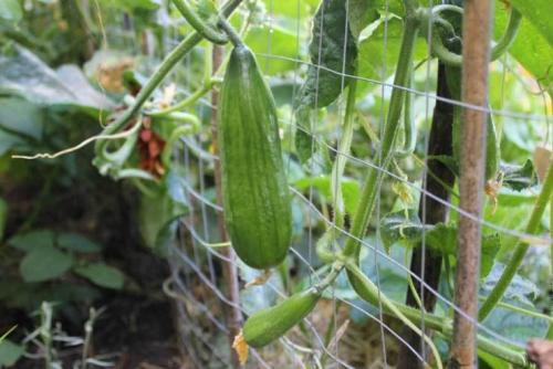 Подготовка почвы к зиме. Применение культиватора и мотоблока 03