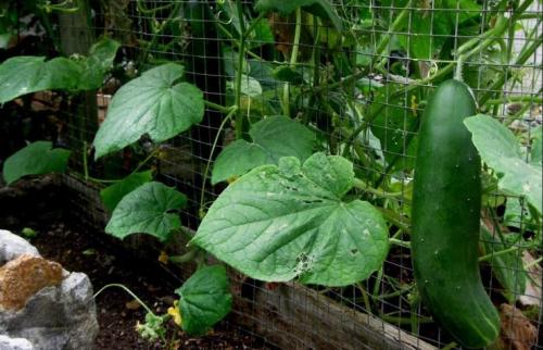 Подготовка почвы к зиме. Применение культиватора и мотоблока 04